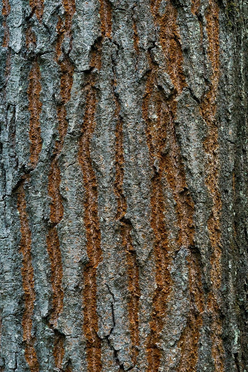 bark, texture, wood, cranny, HD phone wallpaper