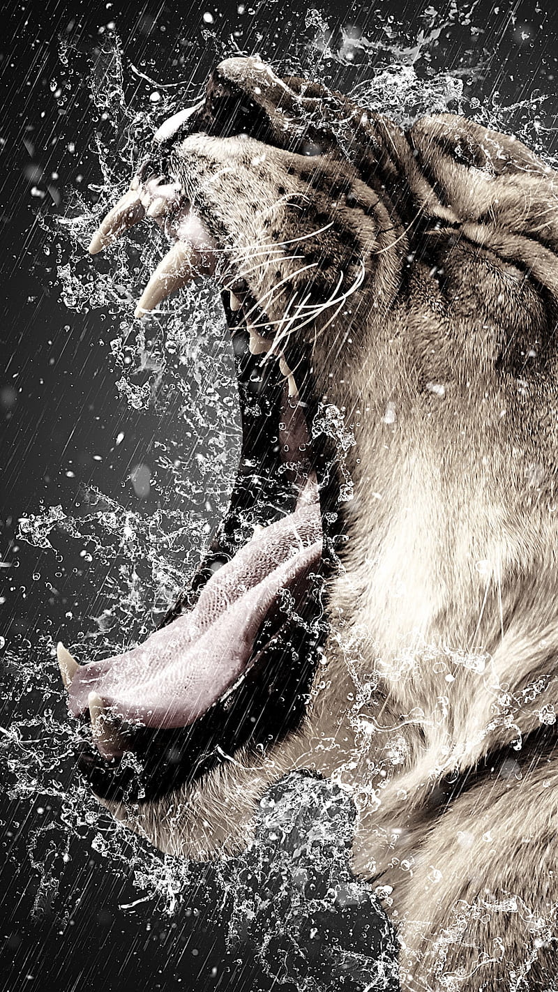 Lion Roar , predator, spray, fangs, grin, water, angry, animal, wild, HD phone wallpaper