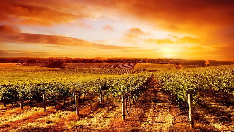 Sunset At The Vineyard, hills, fence, golden, vineyard, bonito, sunset, sky, clouds, fields, Australia, HD wallpaper