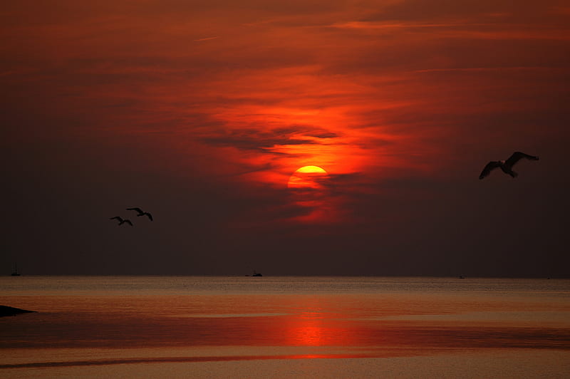 Sunset Dusk Dawn Evening Sun Birds Flying, sunset, evening, birds, flying, nature, dusk, dawn, HD wallpaper