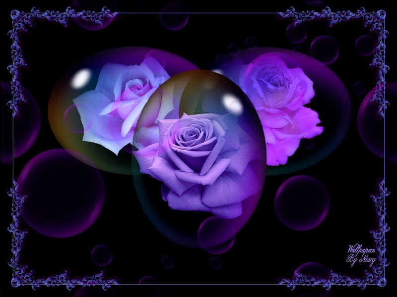 Purple Rose Fantasy, flowers, globes, roses, purple, HD wallpaper