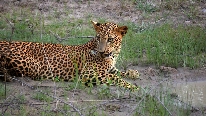 Leopard at the Water Hole, Warter, Sri Lanka, Yala, Drink, HD wallpaper