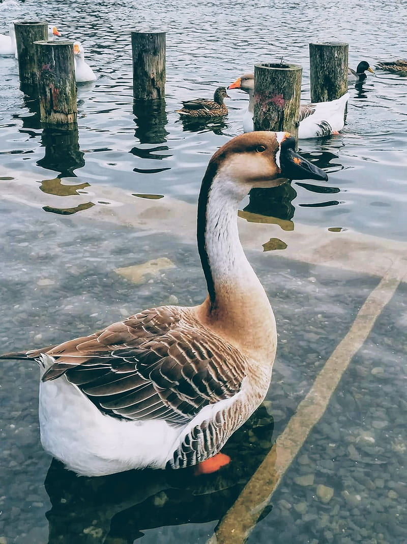 Hayvan , duck, geese, goose, manzara, pond, HD phone wallpaper