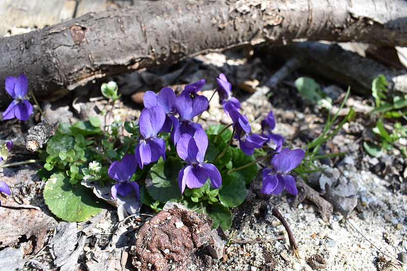 violets, little, purple, garden, flowers, violet, bonito, spring, blue, HD wallpaper