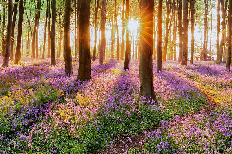 Woodland bluebell forest in spring, bluebells, forest, dawn, glow, sunlight, bonito, spring, carpet, trees, purple, rays, morning, sunrise, pink, woodland, HD wallpaper