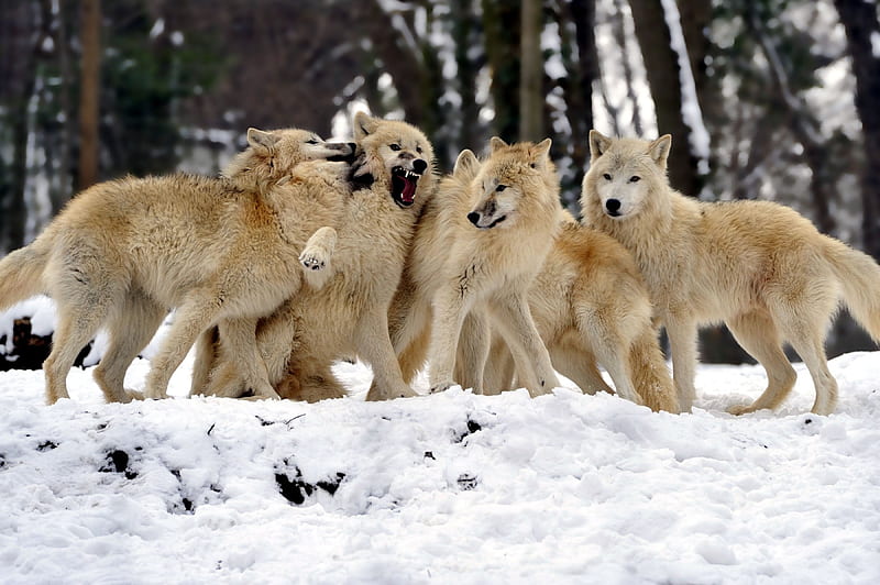 White Wolfpack, predator, snow, nature, wolf, wolves, winter, HD wallpaper