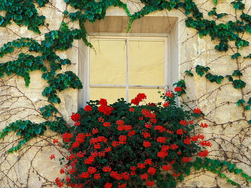 Flower Box, window, red flowers, vines, italy, HD wallpaper