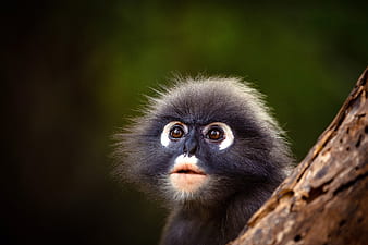 Hello! Dusky Leaf Monkey  Animals beautiful, Animals wild, Animals and pets