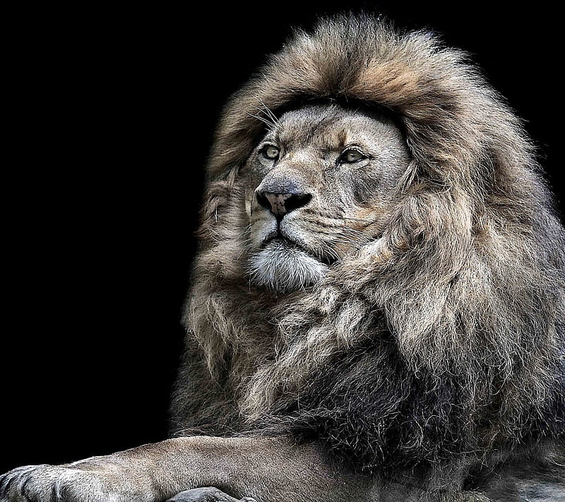 Cartel de león, grandes felinos, rey, leones, Fondo de pantalla HD | Peakpx