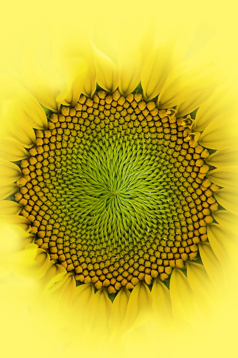 sunflower, flower, macro, petals, drops, yellow, HD phone wallpaper