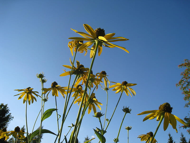 Yellow Rudbeckia, rudbeckia, summer, flowers, yellow, sky, blue, HD wallpaper