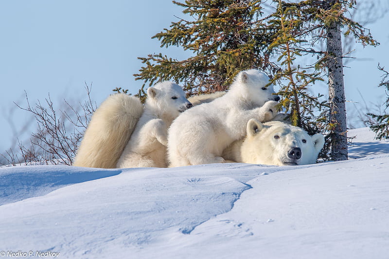 Bears, Polar Bear, Baby Animal, Cub, Snow, Wildlife, predator (Animal), HD wallpaper