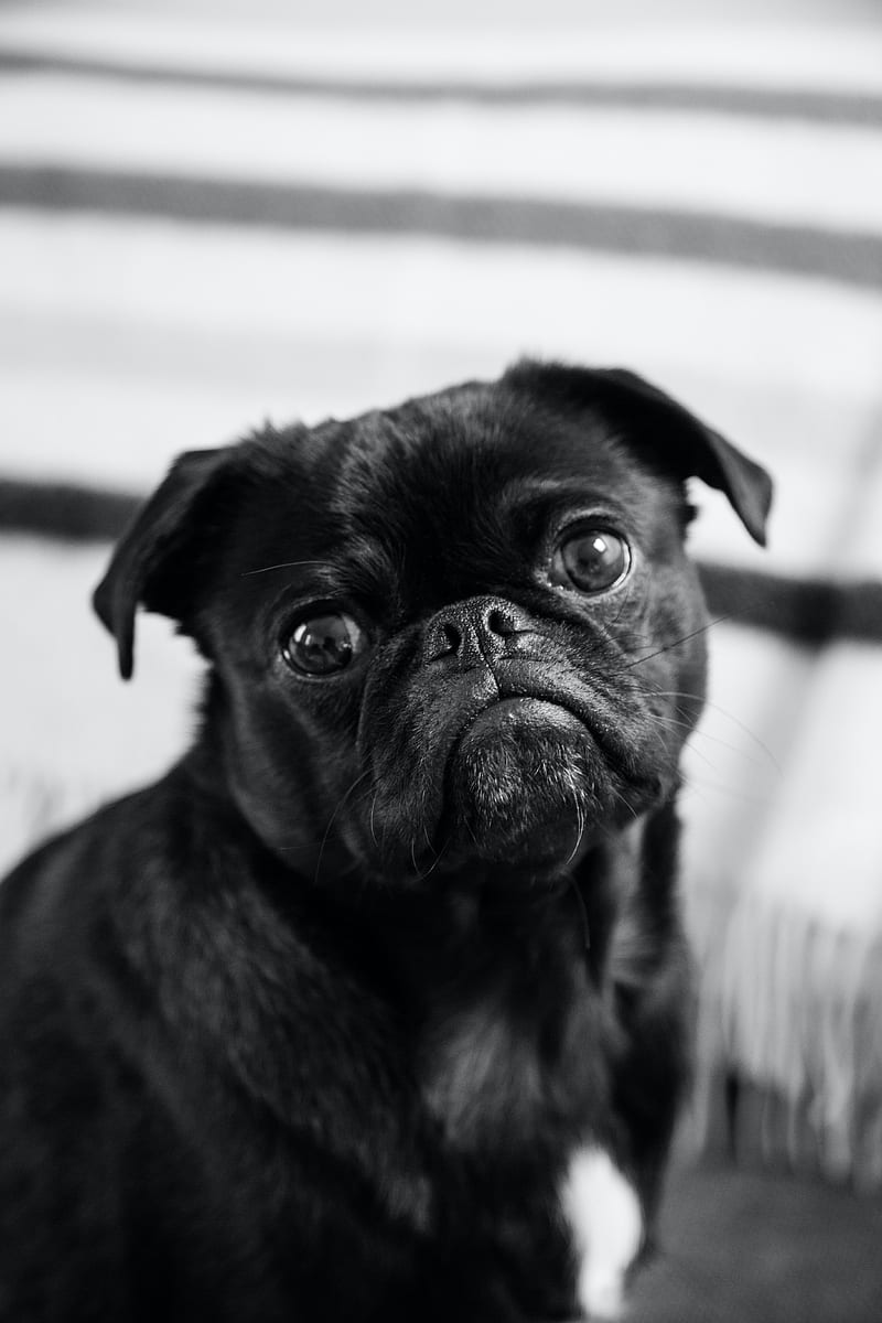 pug, dog, pet, black, glance, HD mobile wallpaper