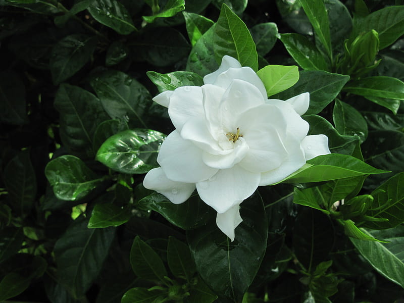 Flowering Plants Changed the World 14, graphy, green, gardenia, Flowers, white, leaf, HD wallpaper