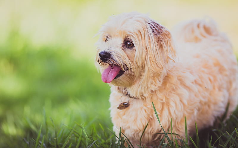 Maltese Dog, bokeh, lawn, white dog, cute animals, pets, dogs, Maltese, HD wallpaper