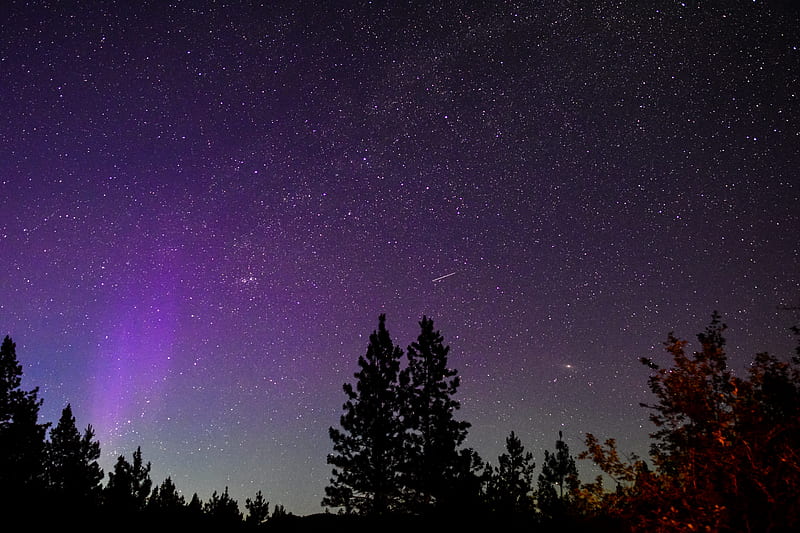 Trees, silhouettes, starry sky, night, nature, HD wallpaper | Peakpx