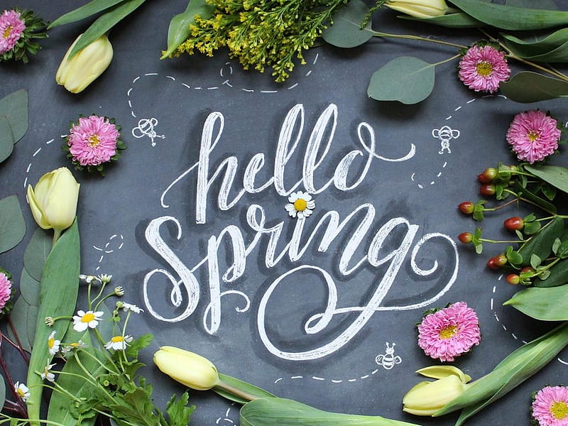 Hello Spring, flowers, black board, Greetings, Spring, HD wallpaper