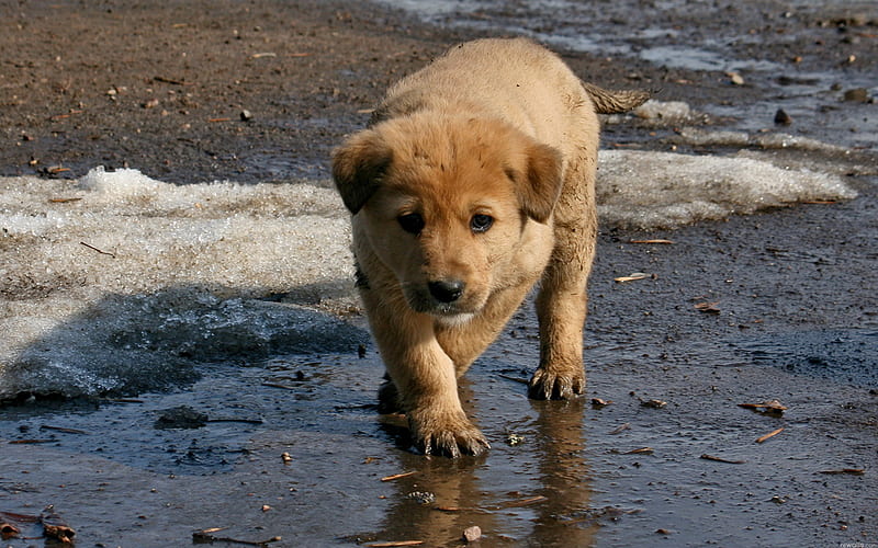 The dog walks at the beach, glass, animal, puppy, dog, HD wallpaper
