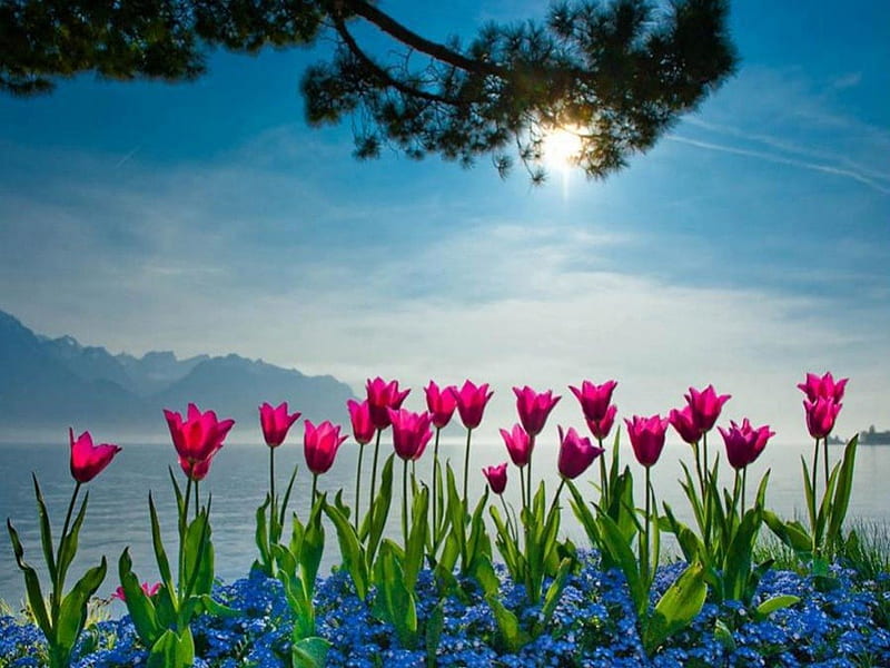 Sea tulip garden, blue flowers, rock, sunset, trees, sea, garden, pink tulip, blue sky, glare, HD wallpaper