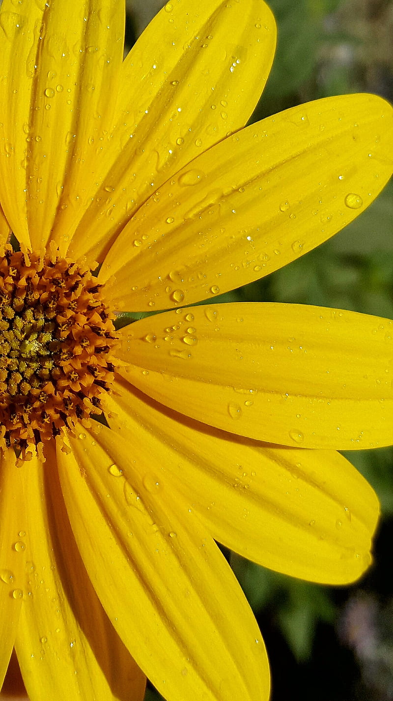 Flor, gota, natural, nota 8, violeta, amarillo, Fondo de pantalla de  teléfono HD | Peakpx