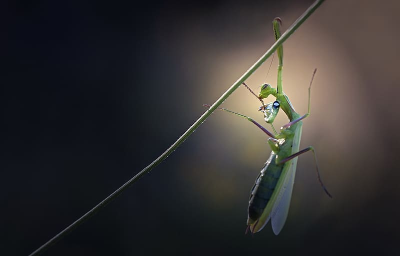 Insects, Animal, Praying Mantis, HD wallpaper