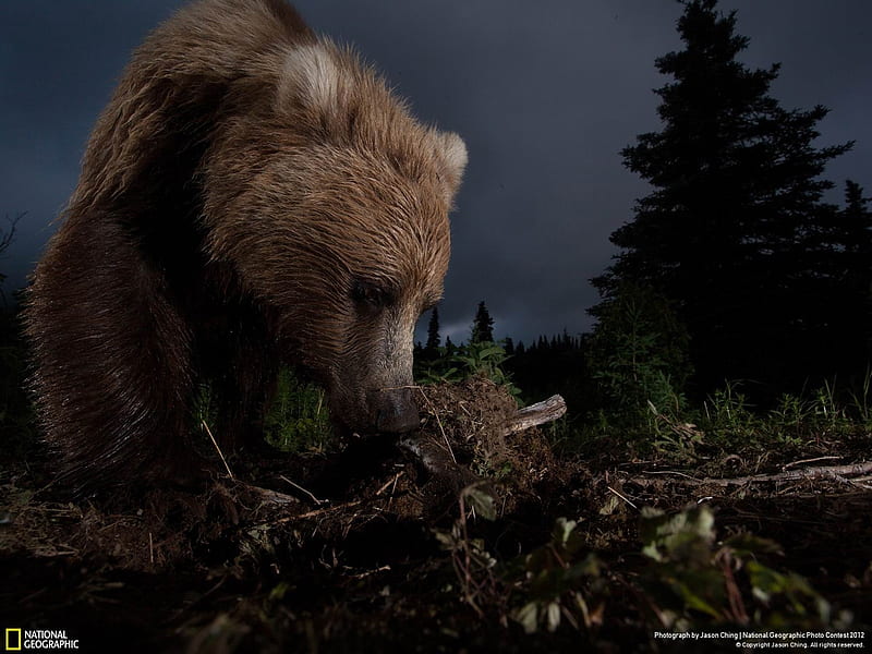 Ursus arctos horribilis-2012 National Geographic graphy, HD wallpaper