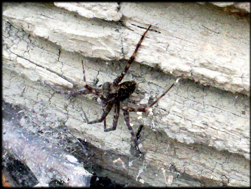 big garden spider, bug, nature, spider, animals, log, HD wallpaper