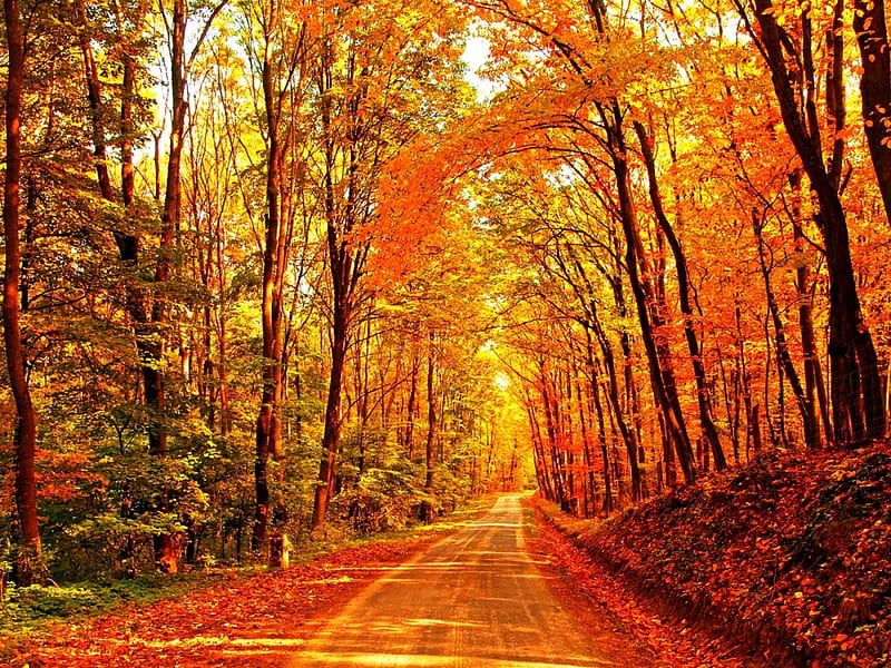 Autumn road, forest, fall, autumn, lovely, falling, colors, bonito ...