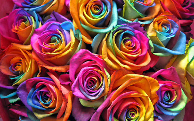 colorful roses, macro, rainbow flowers, bouquet of roses, bokeh, colorful flowers, roses, buds, colorful roses bouquet, beautiful flowers, backgrounds with flowers, colorful backgrounds, HD wallpaper