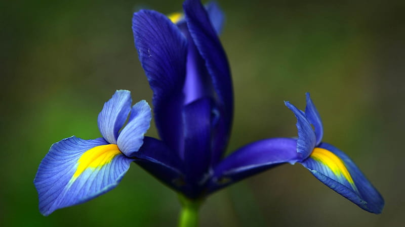 Iris, vara, flower, yellow, summer, blue, HD wallpaper