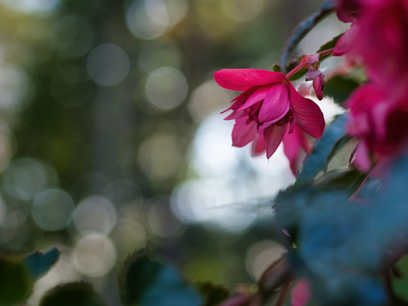 begonia, flower, pink, macro, closeup, HD wallpaper