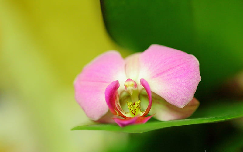 pink orchid-flowers, HD wallpaper