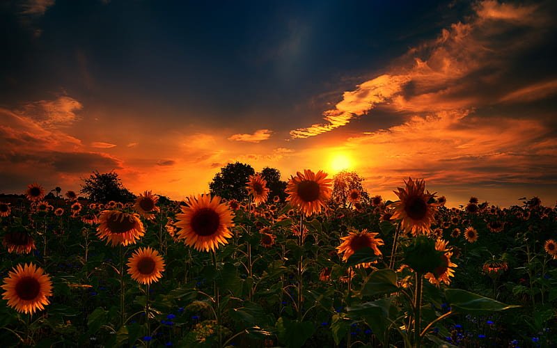 Sunflowers Sky Summer Nature Sunset Hd Wallpaper Peakpx 4075