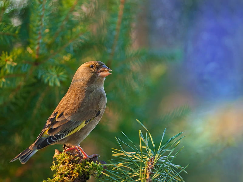 bird goldfinch-Animal, HD wallpaper