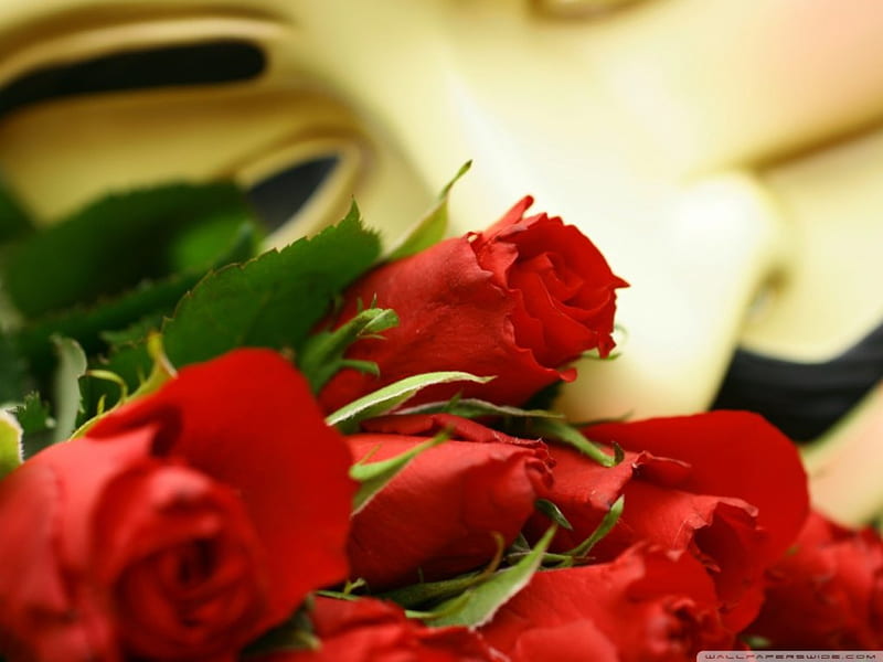 Rosas de tallo largo para mi amor, rojas, bonitas, románticas, romance, rosa  hermosa, Fondo de pantalla HD | Peakpx