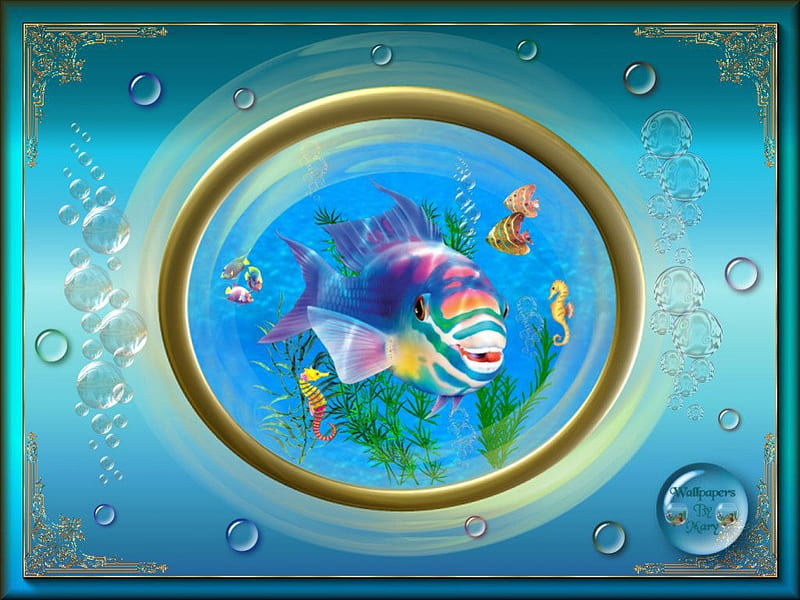 Happy Fish, oceans, seas, aquariums, fish, marinelife, HD wallpaper