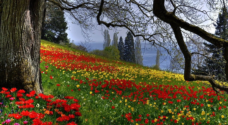 Wild tulips flowers, spring, tulips, nature, landscape, scene, field, HD wallpaper