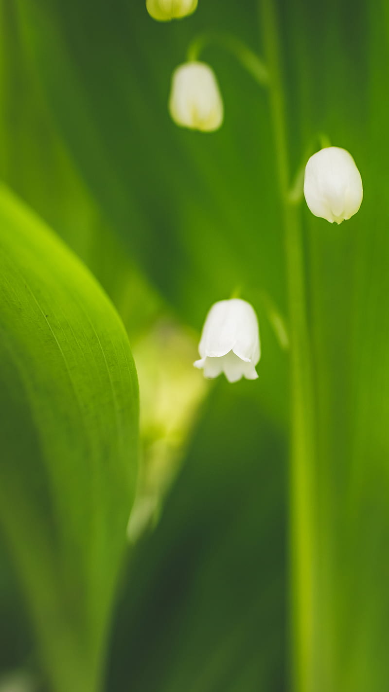 Lily of the valley, Mom's day, Mother's day, bells, flowers, love, white, HD phone wallpaper