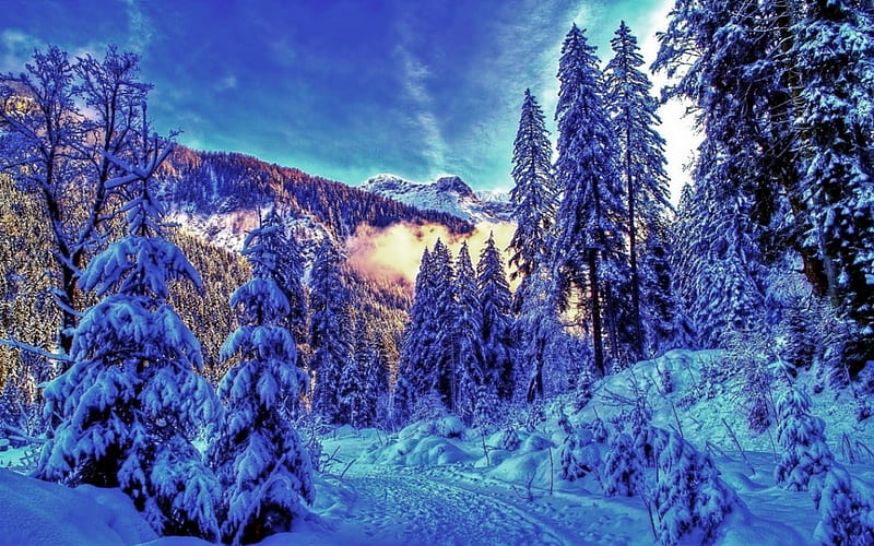 Winter Forest, frosted, trees, froest, winter, cold, snow, mountains ...