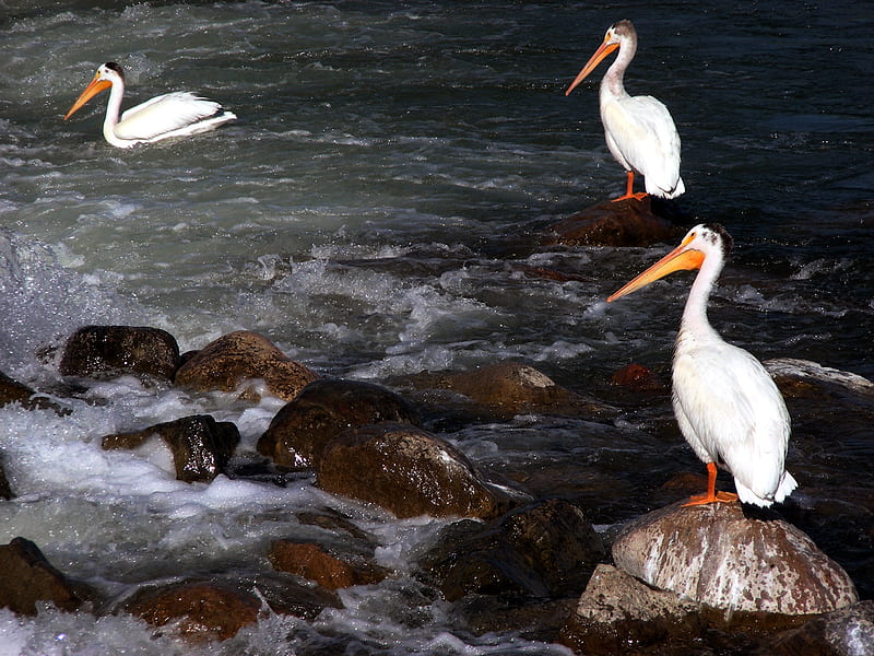 Pelicans waiting for Fish, rocks, pelicans, water, orange, birds, white, beaks, HD wallpaper