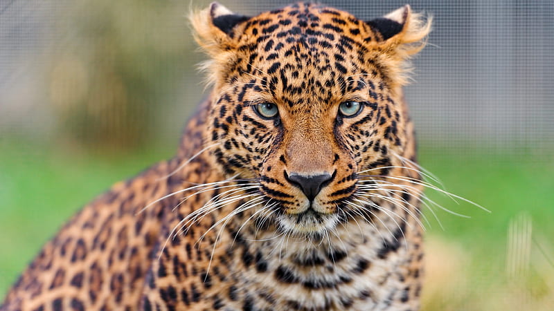 leopard zoo, predators, blur, HD wallpaper