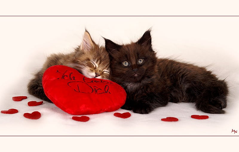 Heart, cute, two cats, love, cat, animal, HD wallpaper