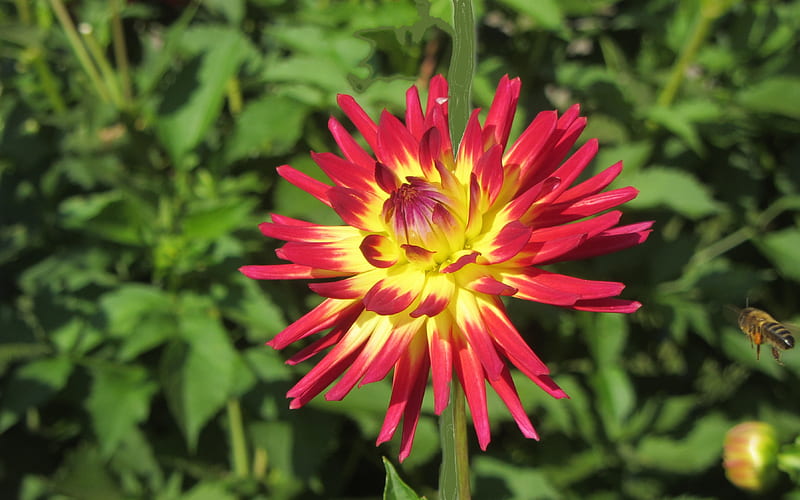 Dahlia and Bee, red, flower, nature, dahlia, yellow, HD wallpaper