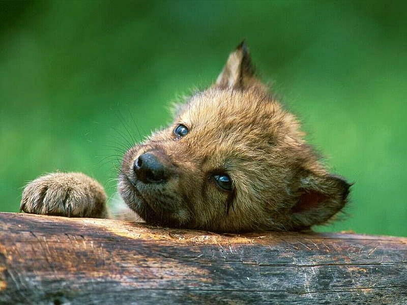 Wolf Puppy Near Den Canada, Cute Baby Wolves, HD wallpaper