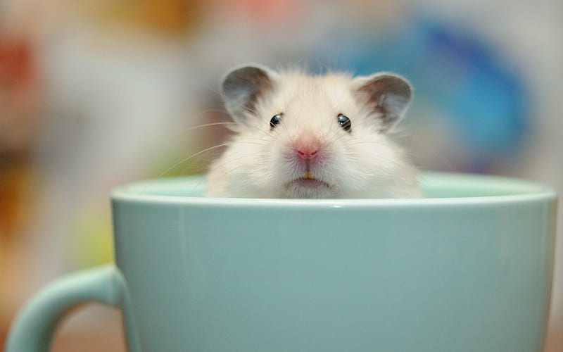 Guinea pig, cute animals, blue cup, pets, guinea pigs, small animals, HD wallpaper