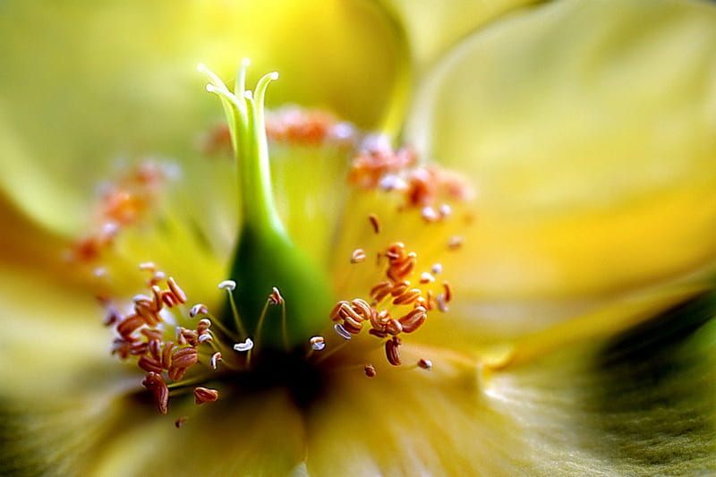 INNER WORKINGS, lovely, yellow, buds, close up, macro, large, flowers, nature, petals, HD wallpaper