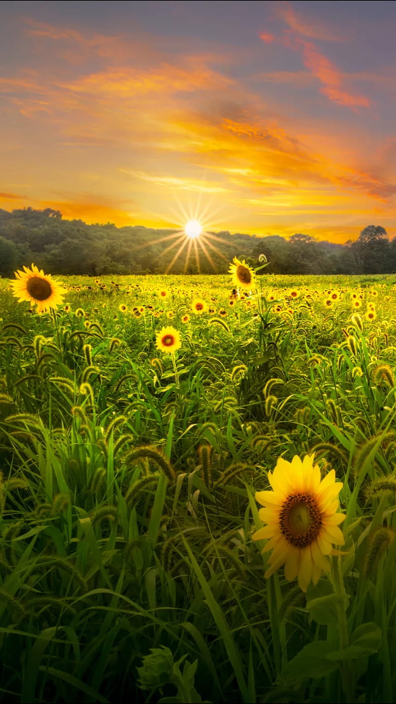 Sunset, field, flower, green, landscape, nature, sun, sunflower,  sunflowers, HD phone wallpaper | Peakpx