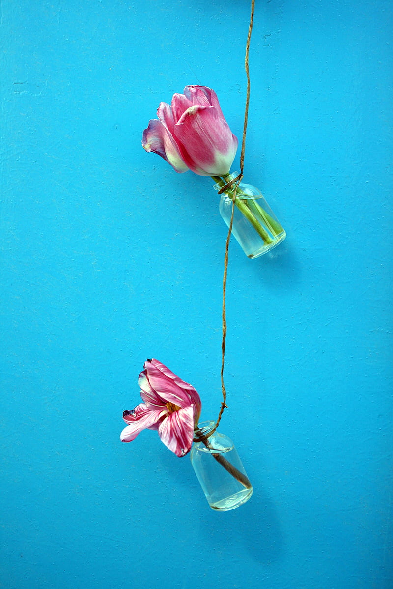 tulips, flowers, rope, wall, blue, HD phone wallpaper