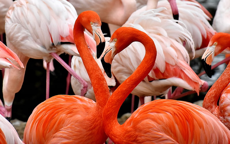 pink flamingo, couple, wildlife, flamingos, phoenicopterus, HD wallpaper