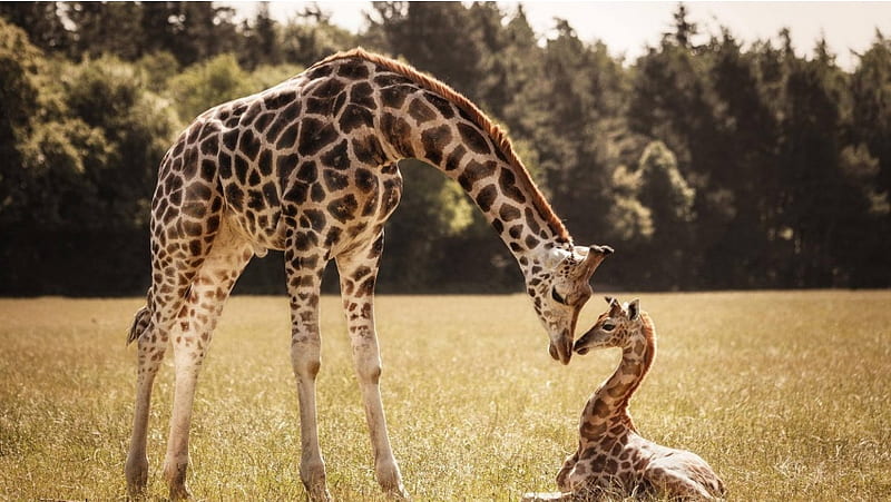 Mother Giraffe Baby Giraffe, HD wallpaper